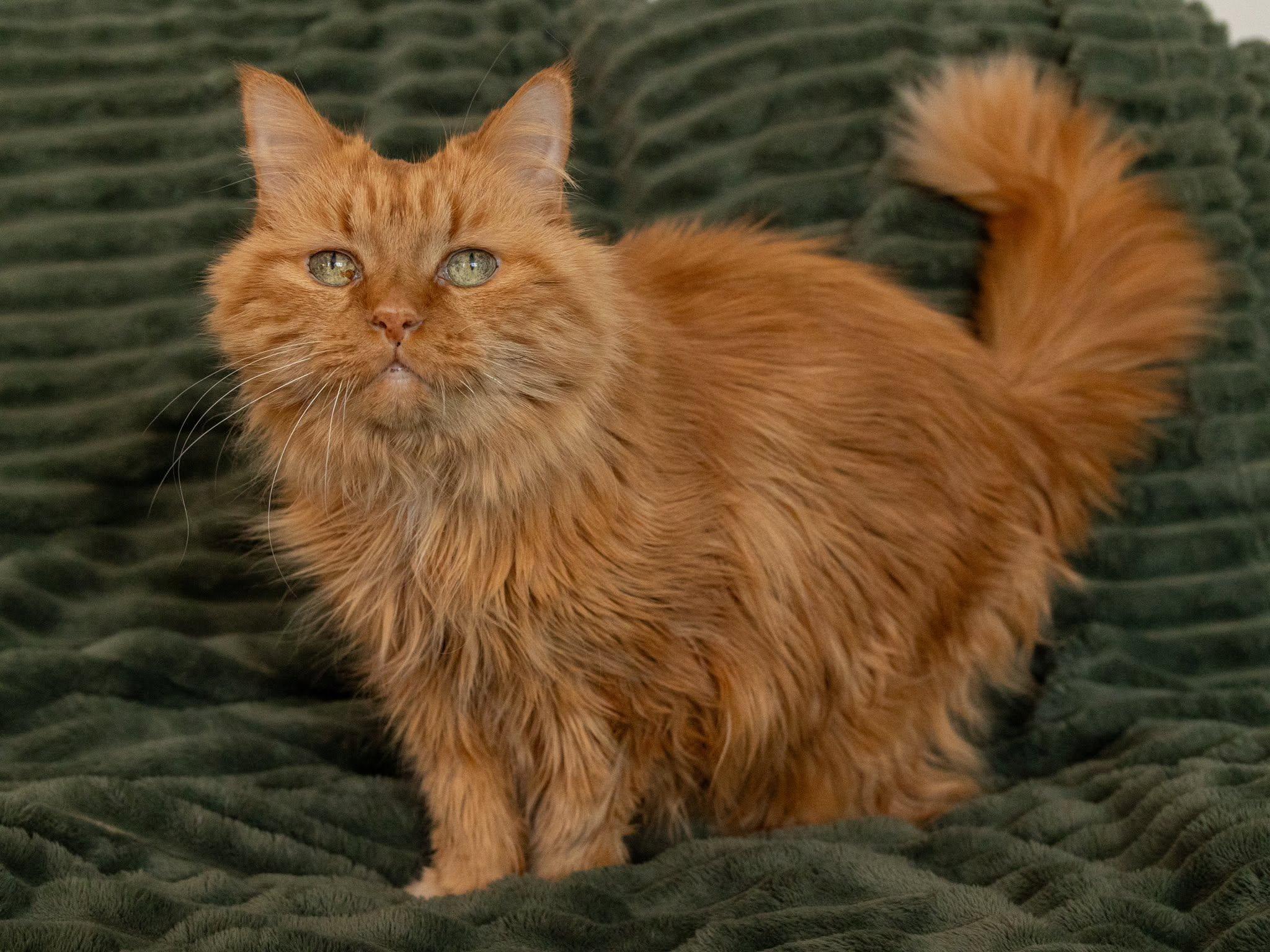 BONDED PAIR Charlie & Joe (humanitarian adoption), a ADOPTABLE Domestic Medium Hair in Montreal, QC image 3/6