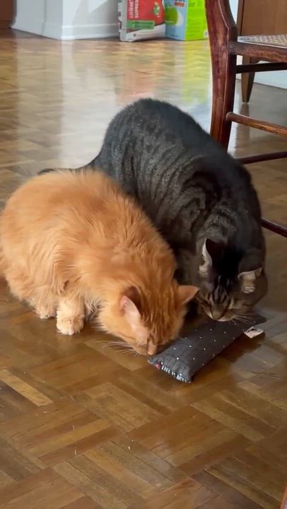 Enlarge BONDED PAIR Charlie & Joe (humanitarian adoption), a ADOPTABLE Domestic Medium Hair in Montreal, QC video 6/6