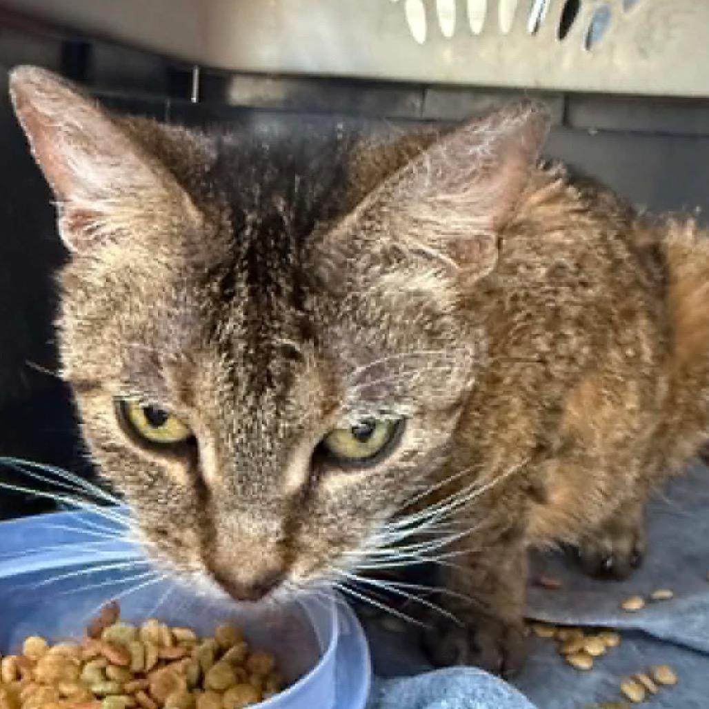 Lady, Adoptable, Young Female American Shorthair.