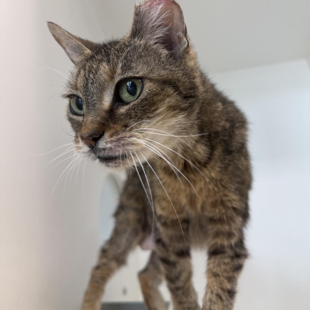 Enlarge OMA, a Adoptable American Shorthair in Portland, TX image 2/3