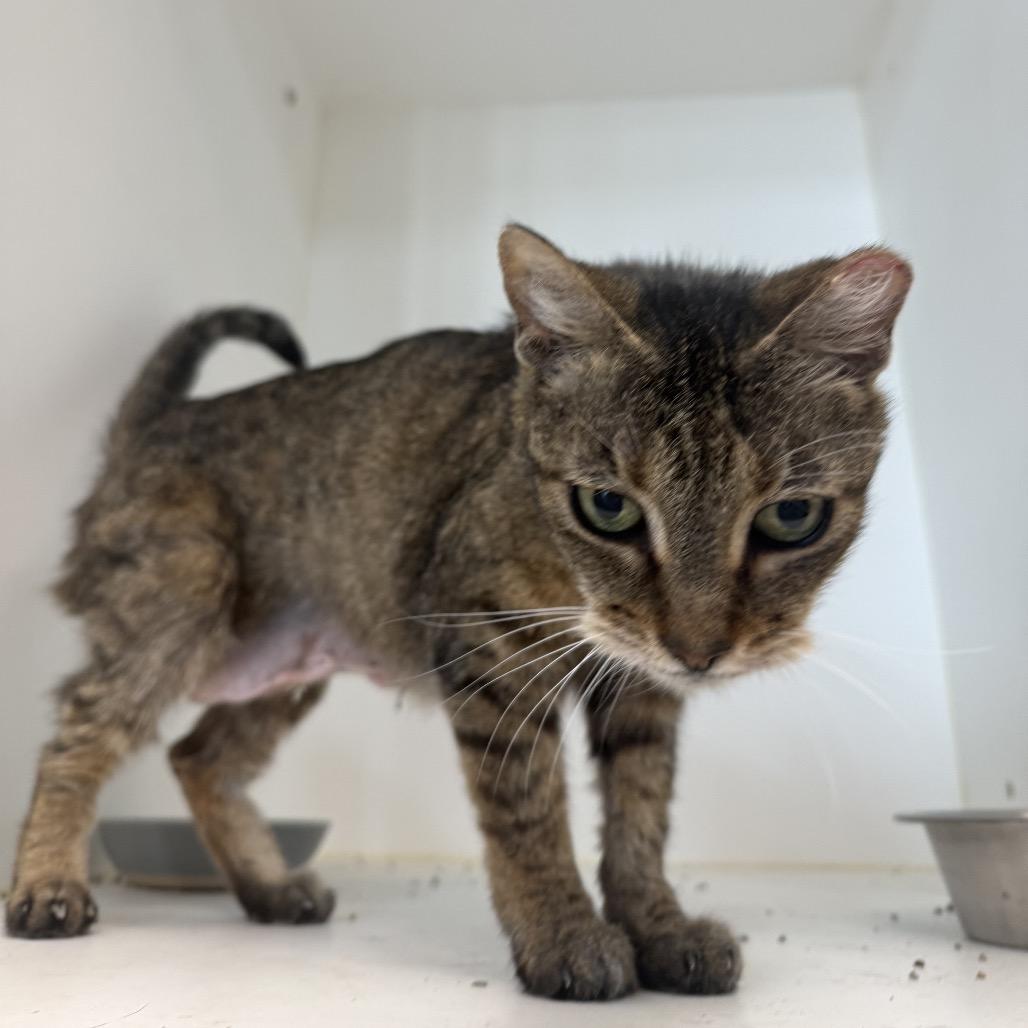 Enlarge OMA, a Adoptable American Shorthair in Portland, TX image 3/3