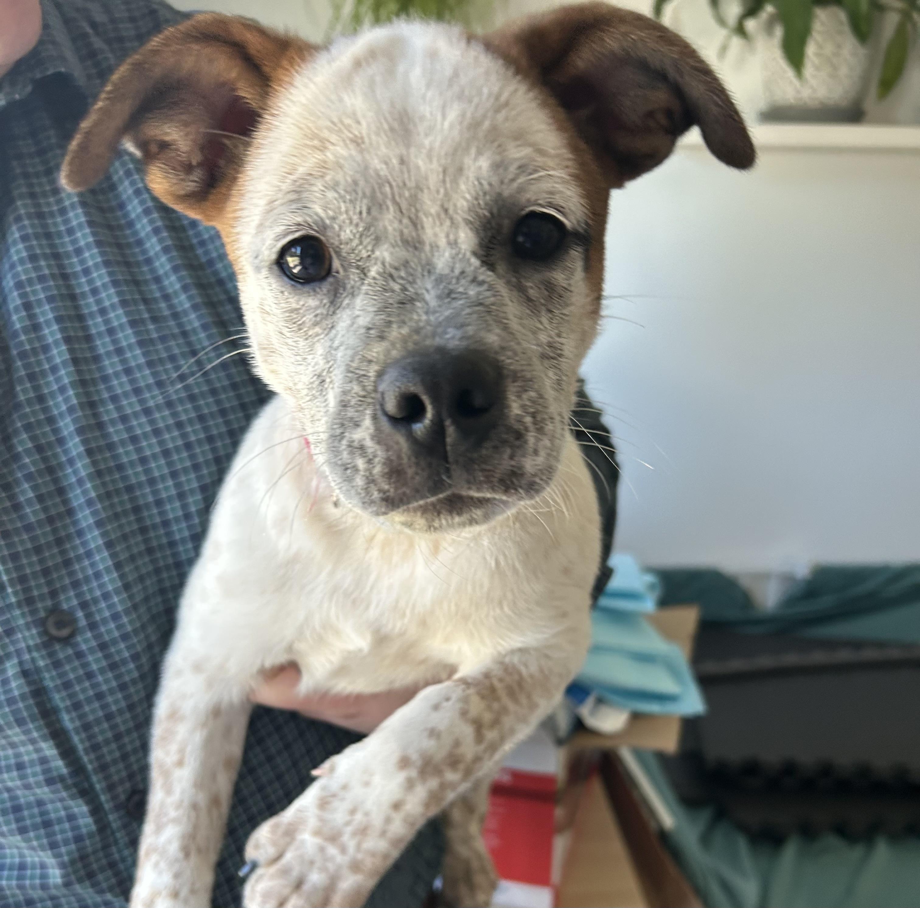 Enlarge Cream, a Adoptable mixed breed in Salem, OR image 2/5