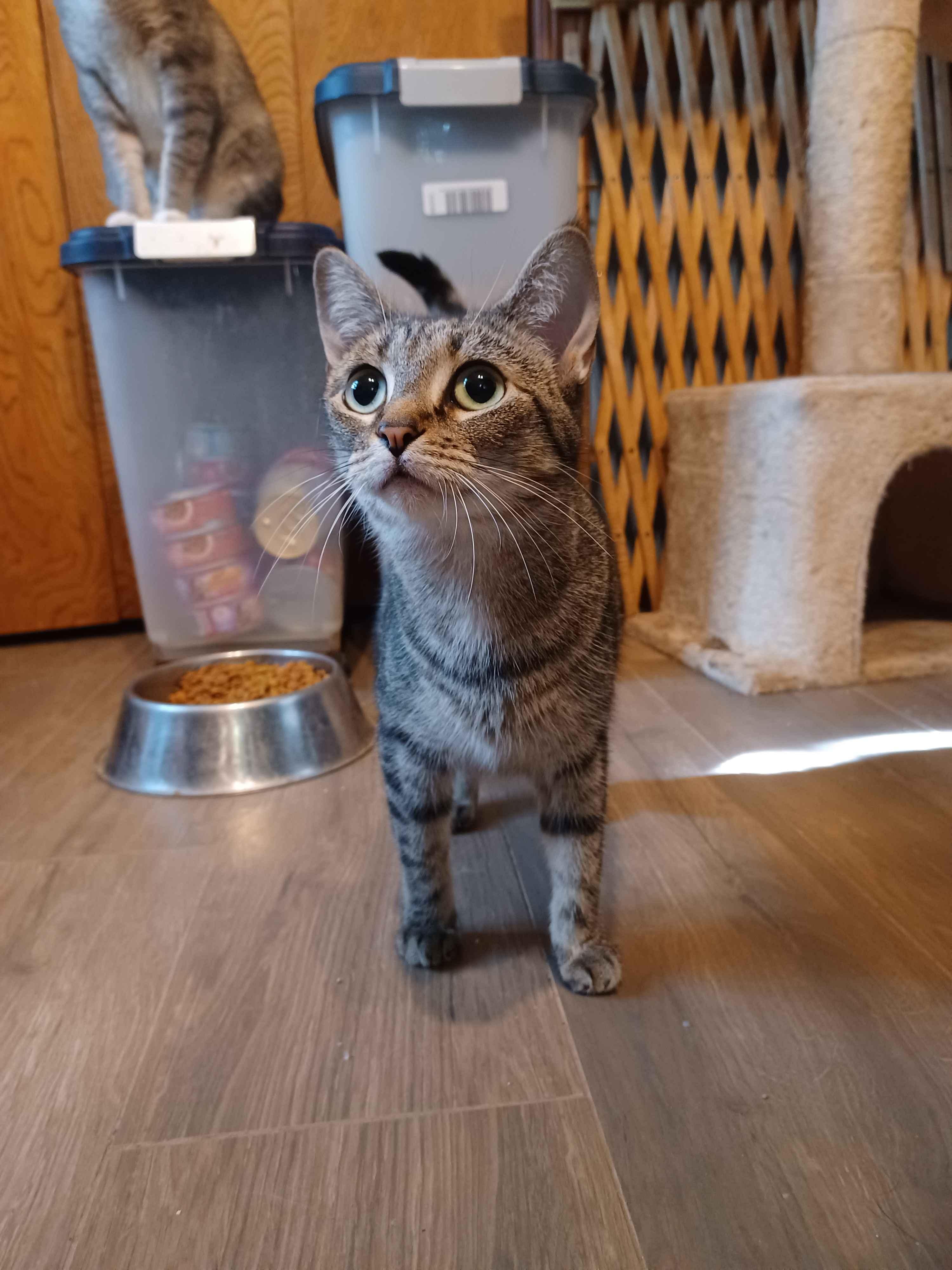 Enlarge Maxine, a Adoptable Domestic Short Hair in Guthrie, OK image 4/6
