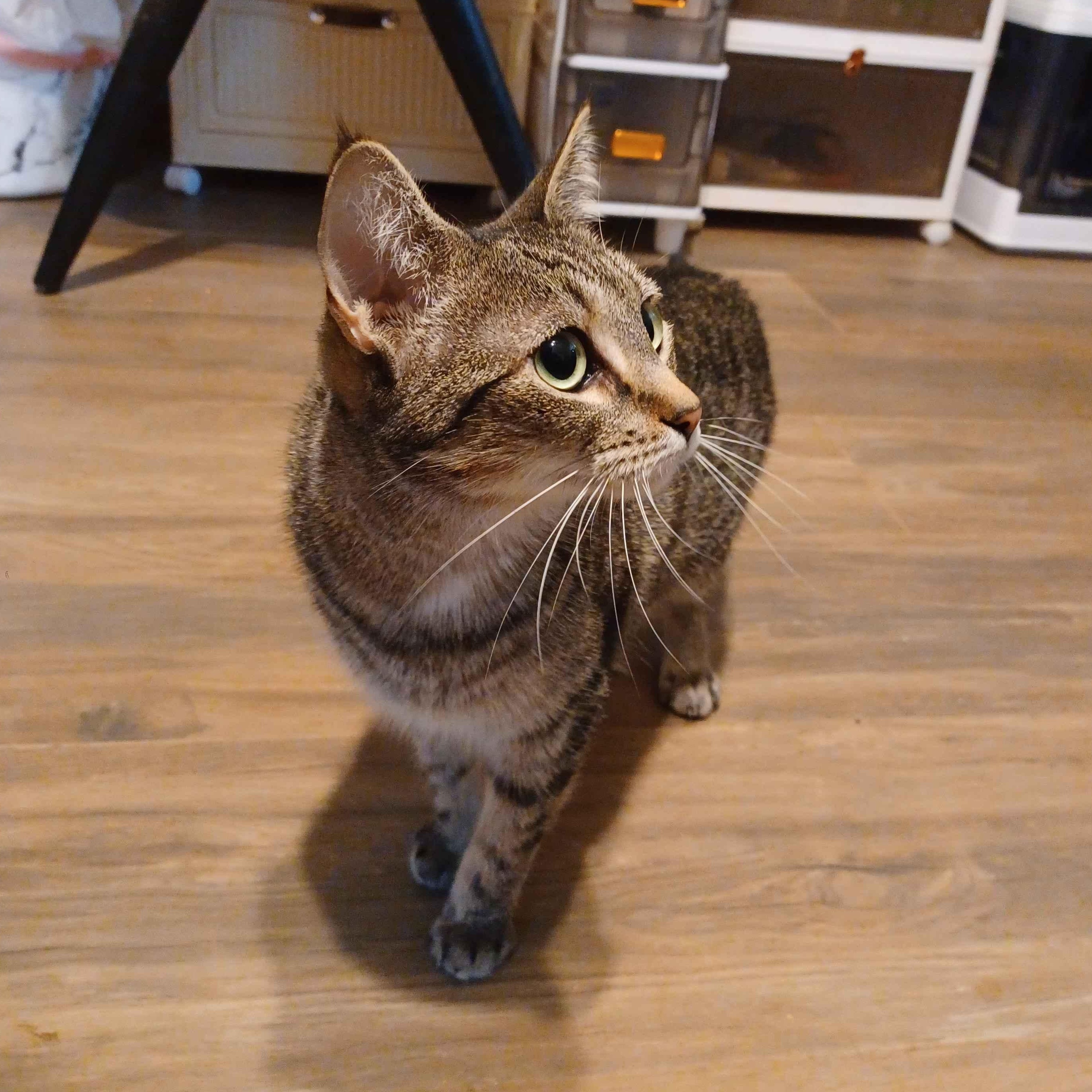 Enlarge Maxine, a Adoptable Domestic Short Hair in Guthrie, OK image 5/6