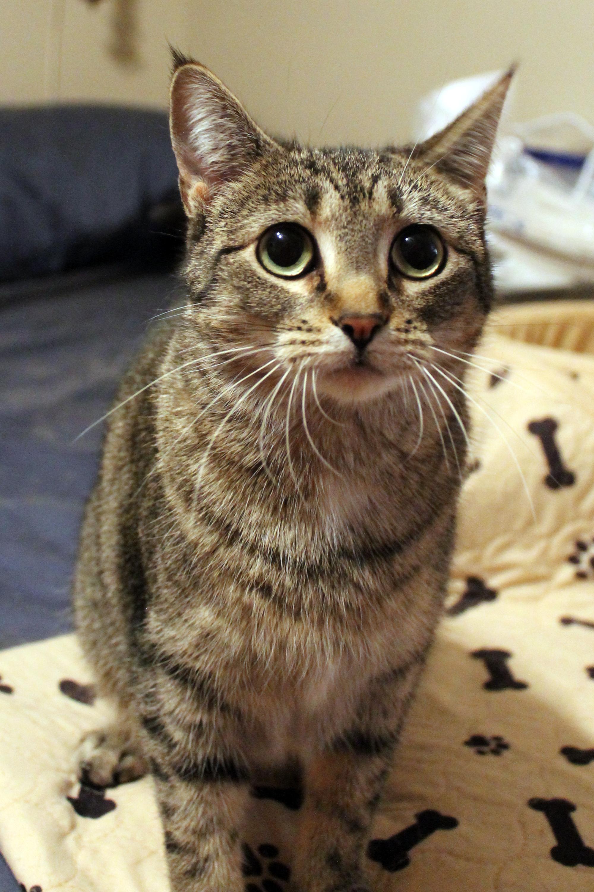 Enlarge Maxine, a Adoptable Domestic Short Hair in Guthrie, OK image 2/6