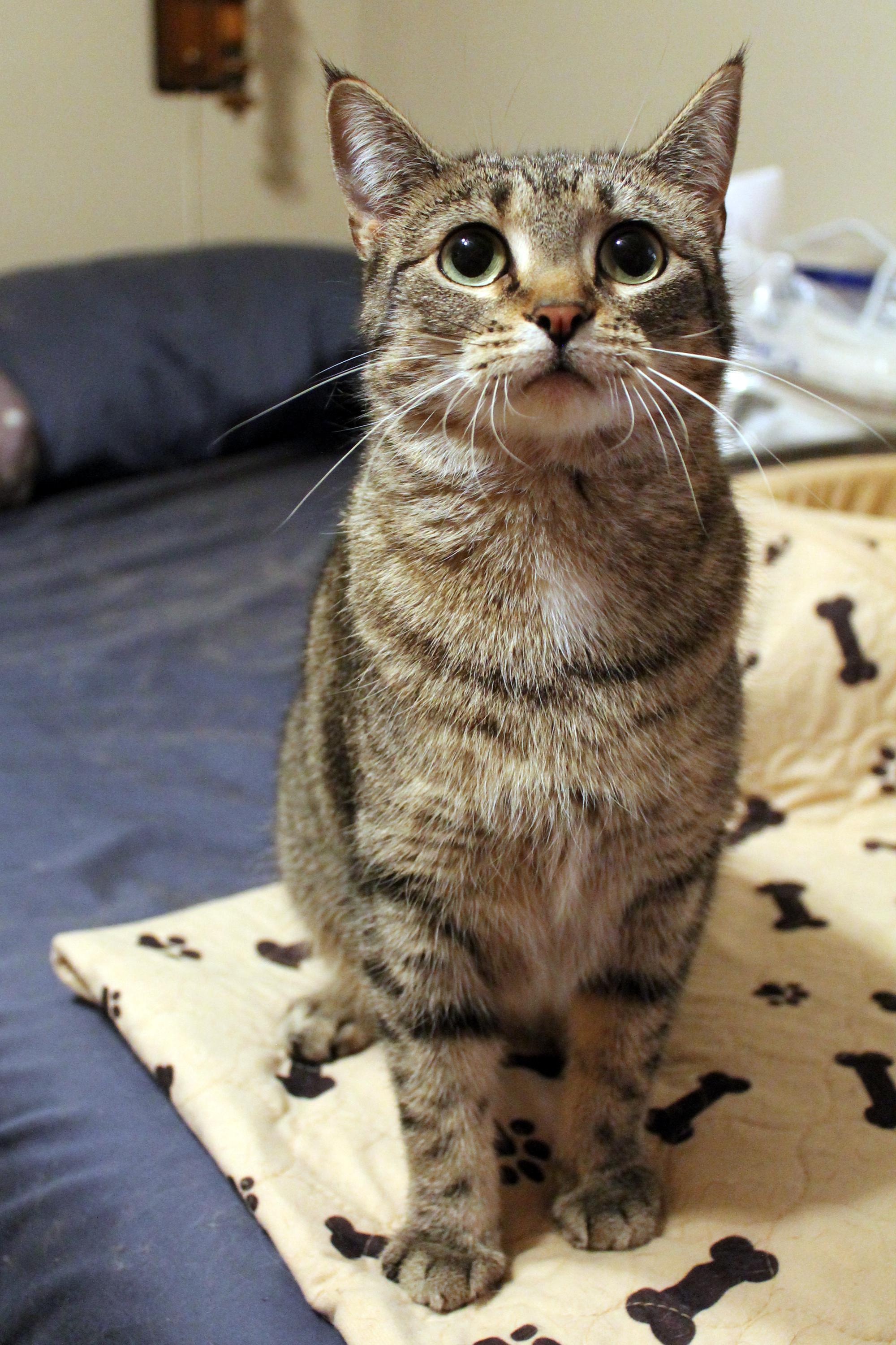 Enlarge Maxine, a Adoptable Domestic Short Hair in Guthrie, OK image 3/6