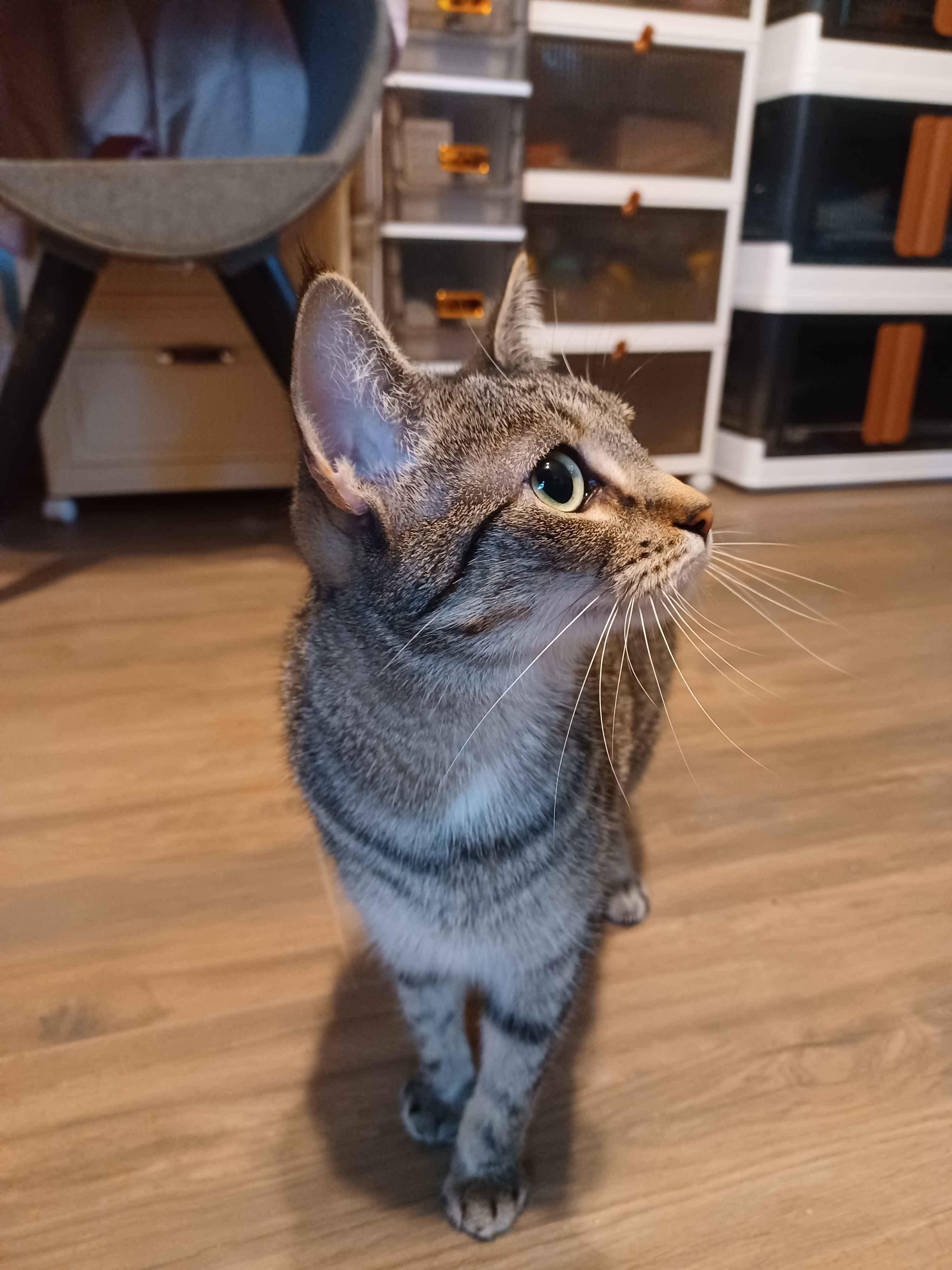 Enlarge Maxine, a Adoptable Domestic Short Hair in Guthrie, OK image 6/6