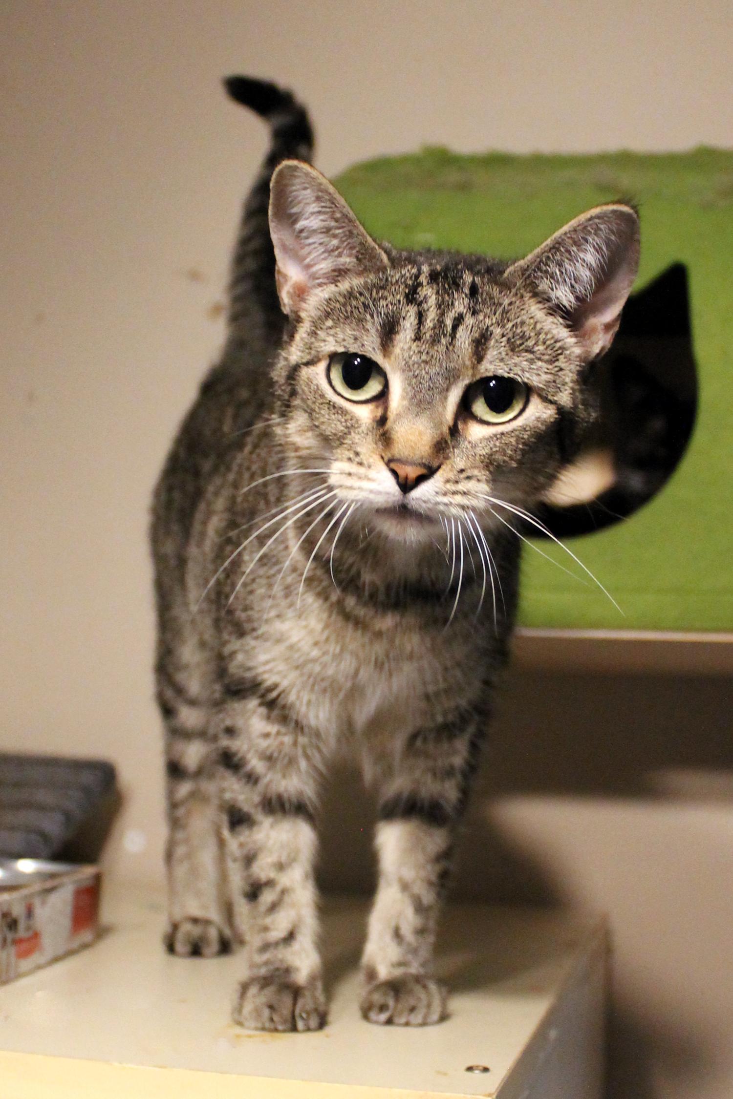 Enlarge Maxine, a Adoptable Domestic Short Hair in Guthrie, OK image 1/6