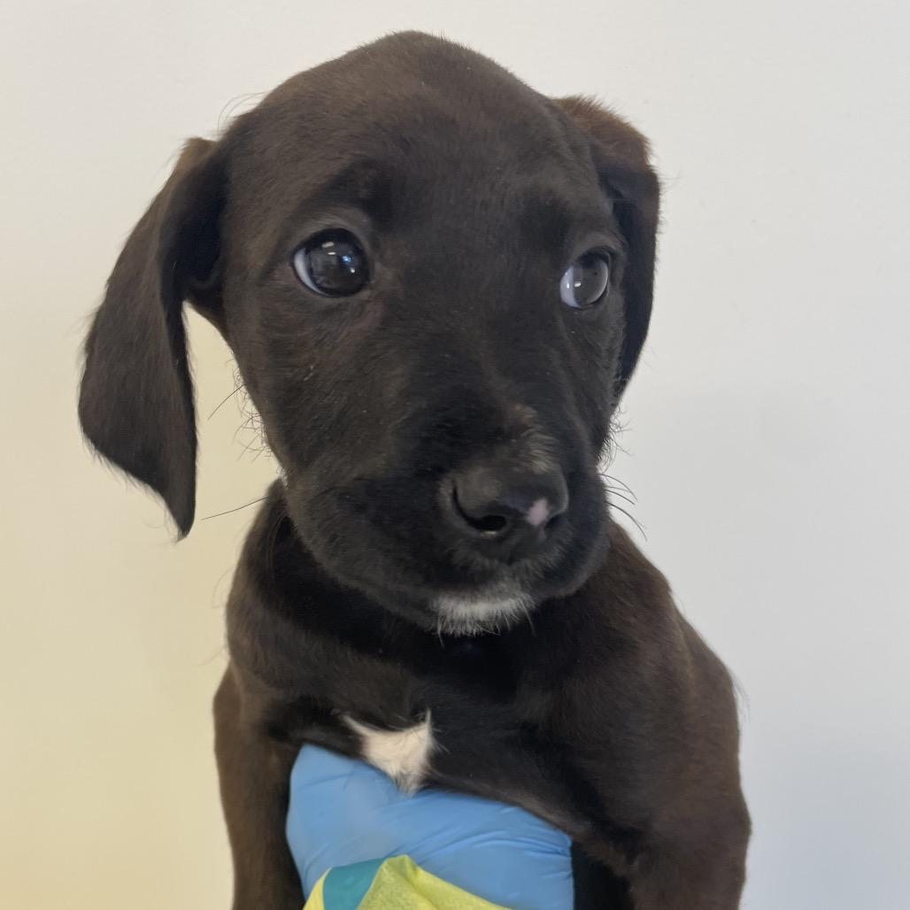Honey Bunny, Adoptable, Puppy Female Spaniel & Terrier.