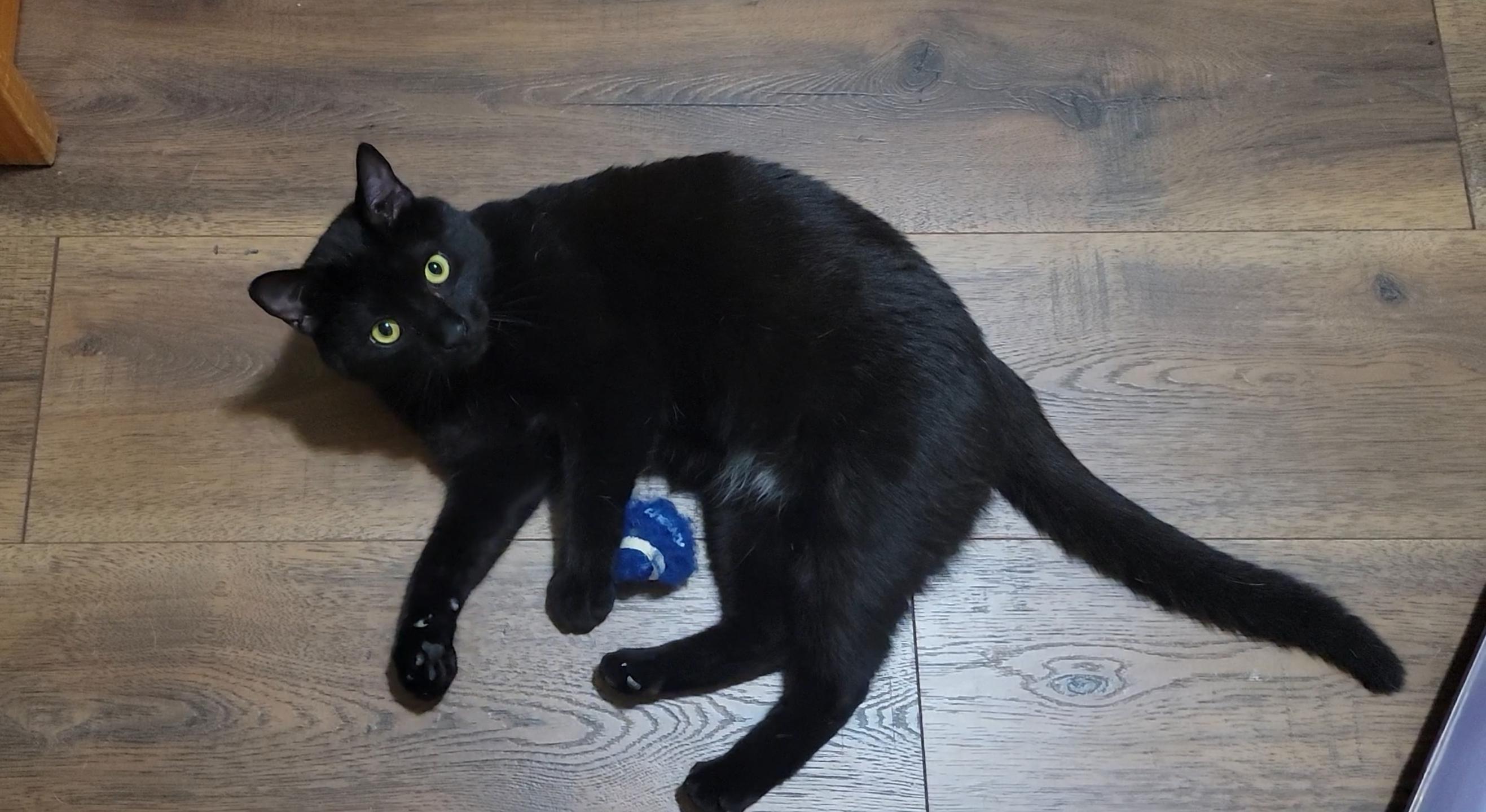 Enlarge Velvet, a Adoptable Domestic Short Hair in Raeford , NC image 4/6