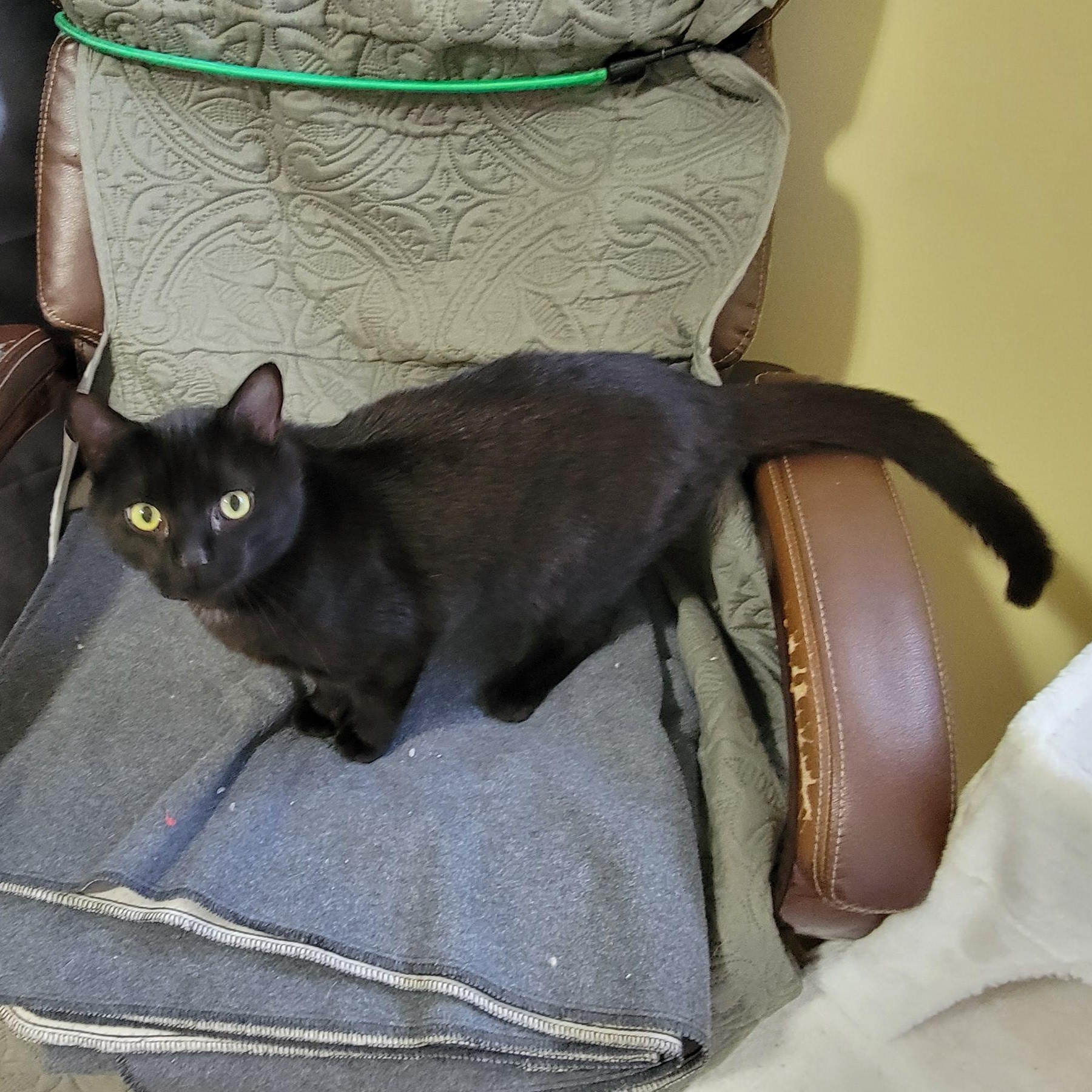 Enlarge Velvet, a Adoptable Domestic Short Hair in Raeford , NC image 6/6