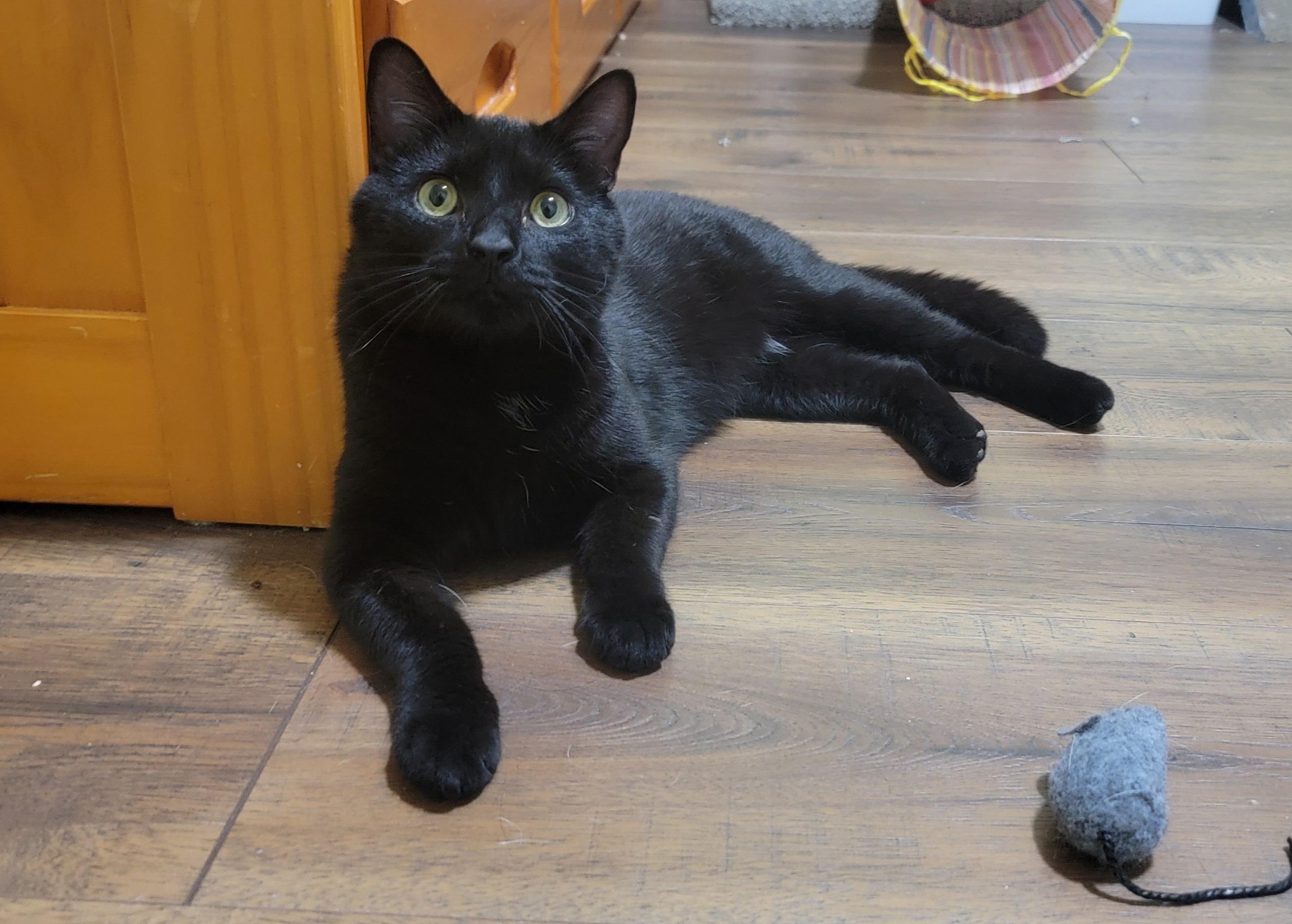 Enlarge Velvet, a Adoptable Domestic Short Hair in Raeford , NC image 1/6