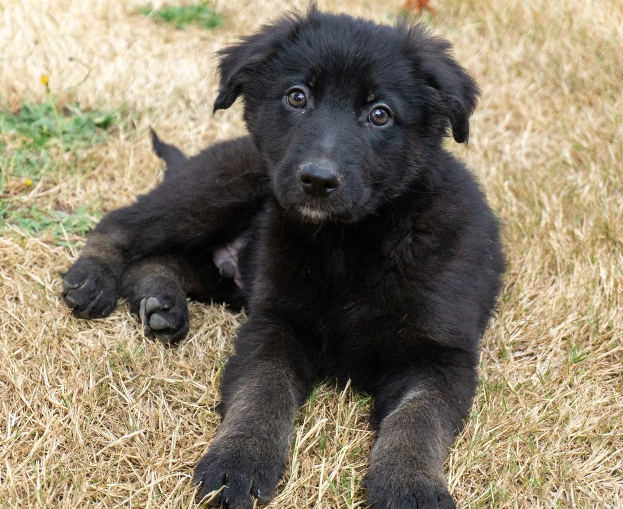 Charles Barkley, ADOPTABLE, Puppy Male Border Collie & Australian Cattle Dog / Blue Heeler.