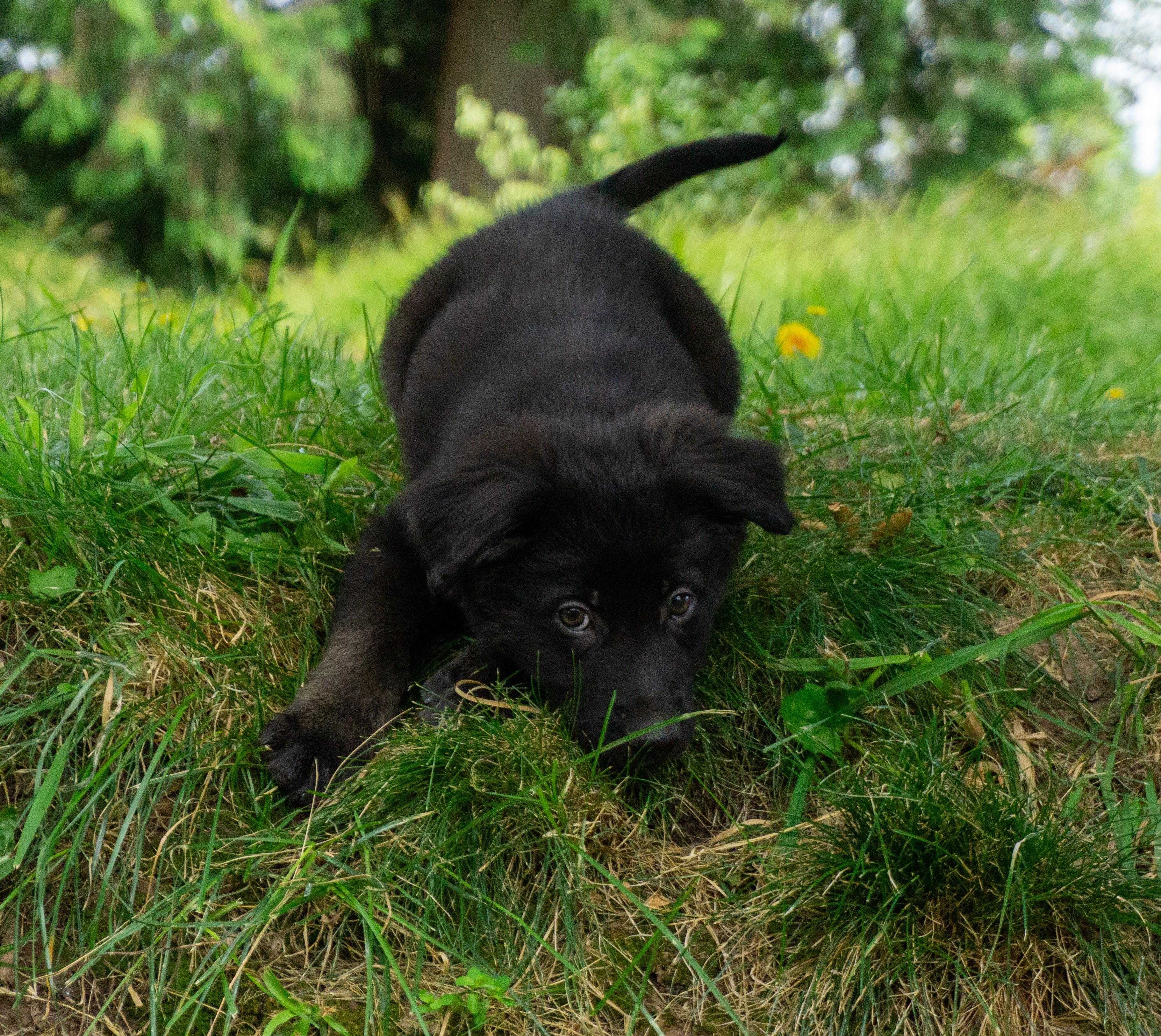 Enlarge Charles Barkley, a ADOPTABLE mixed breed in Ridgefield, WA image 3/4
