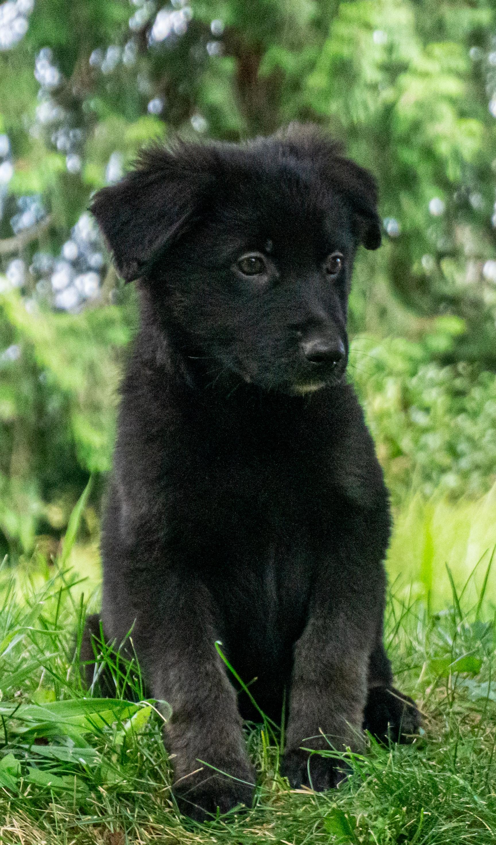 Enlarge Charles Barkley, a ADOPTABLE mixed breed in Ridgefield, WA image 2/4