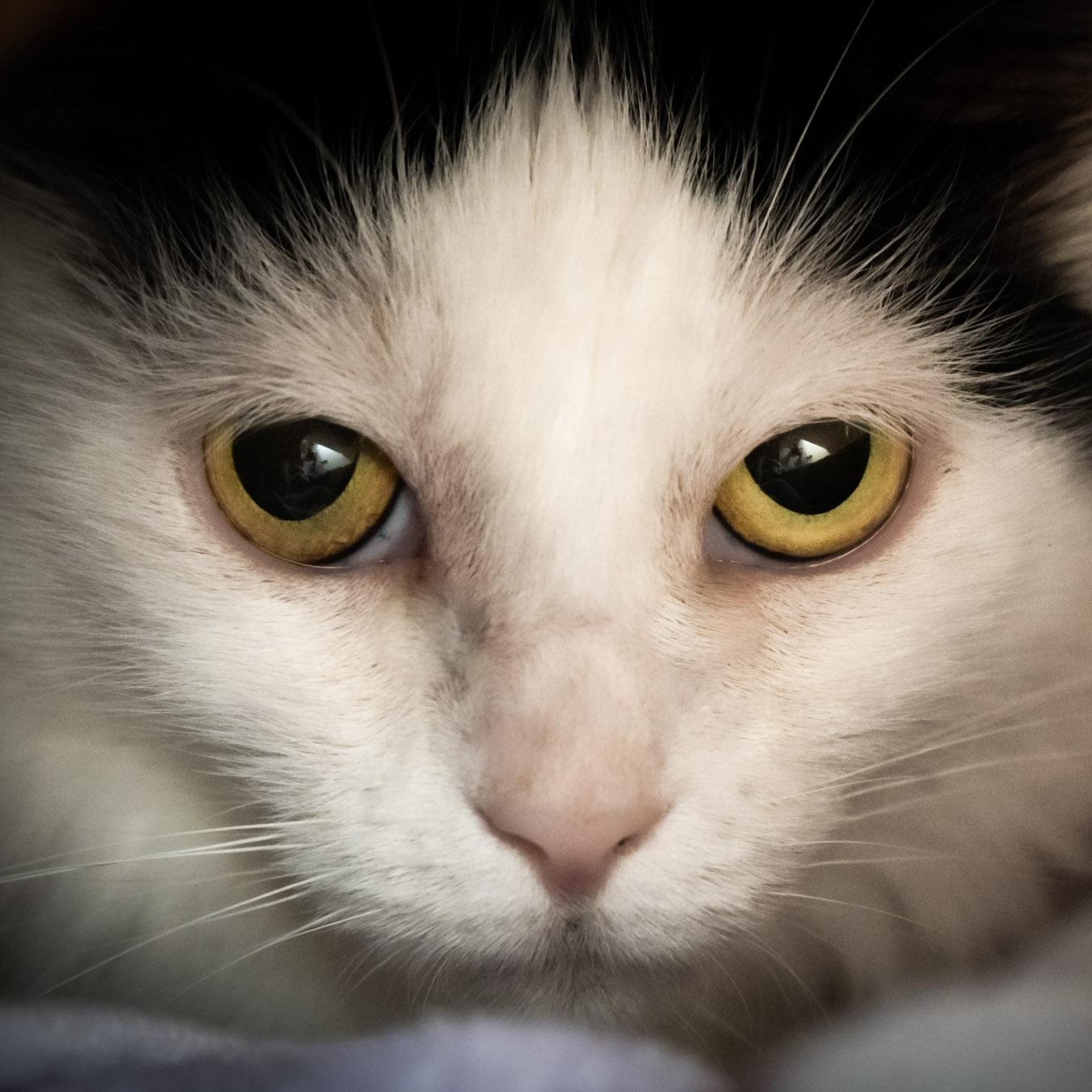 Enlarge Magnolia, a Adoptable Domestic Medium Hair in Victor, NY image 4/6