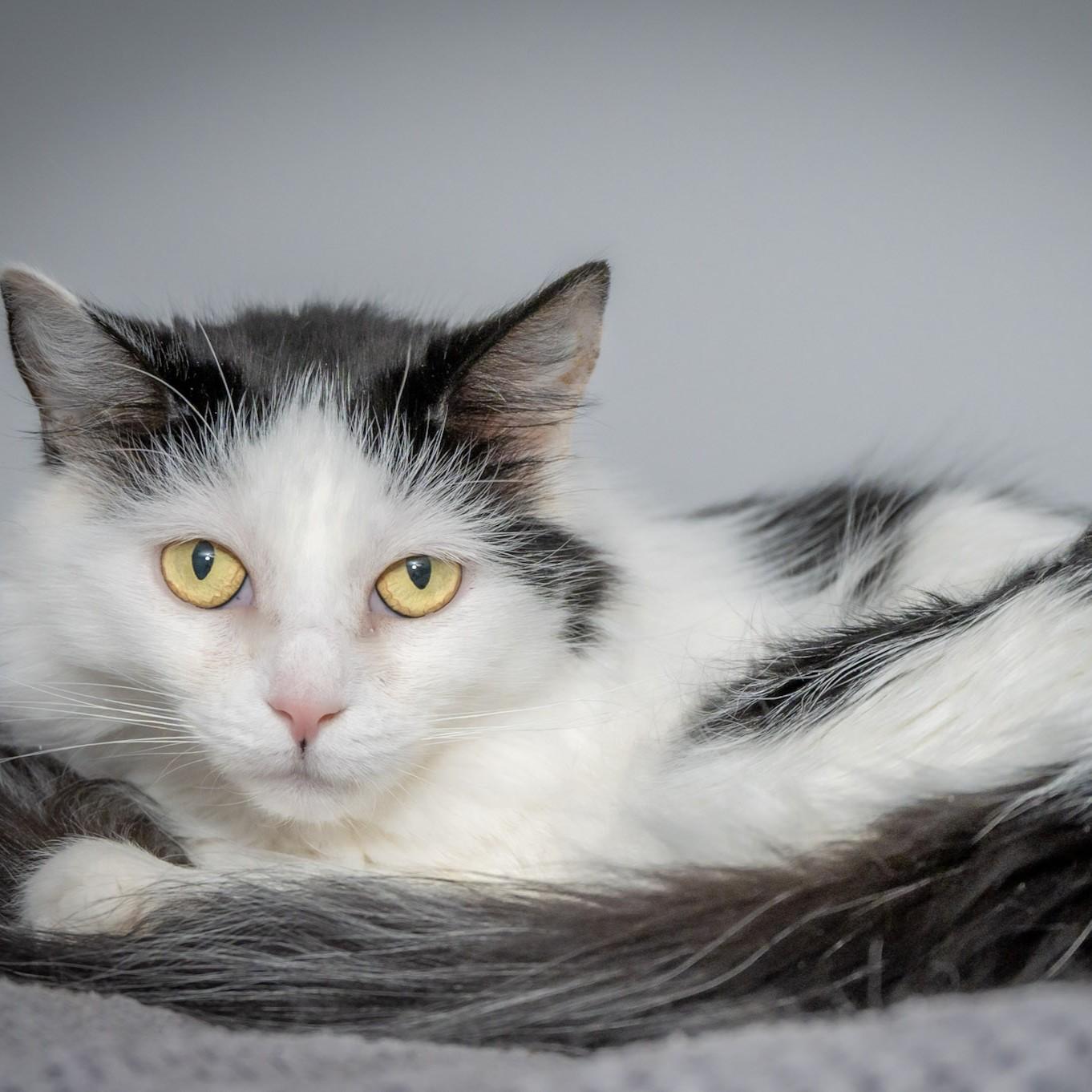 Enlarge Magnolia, a Adoptable Domestic Medium Hair in Victor, NY image 6/6