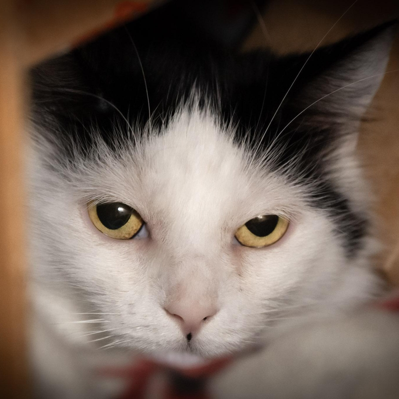 Enlarge Magnolia, a Adoptable Domestic Medium Hair in Victor, NY image 5/6