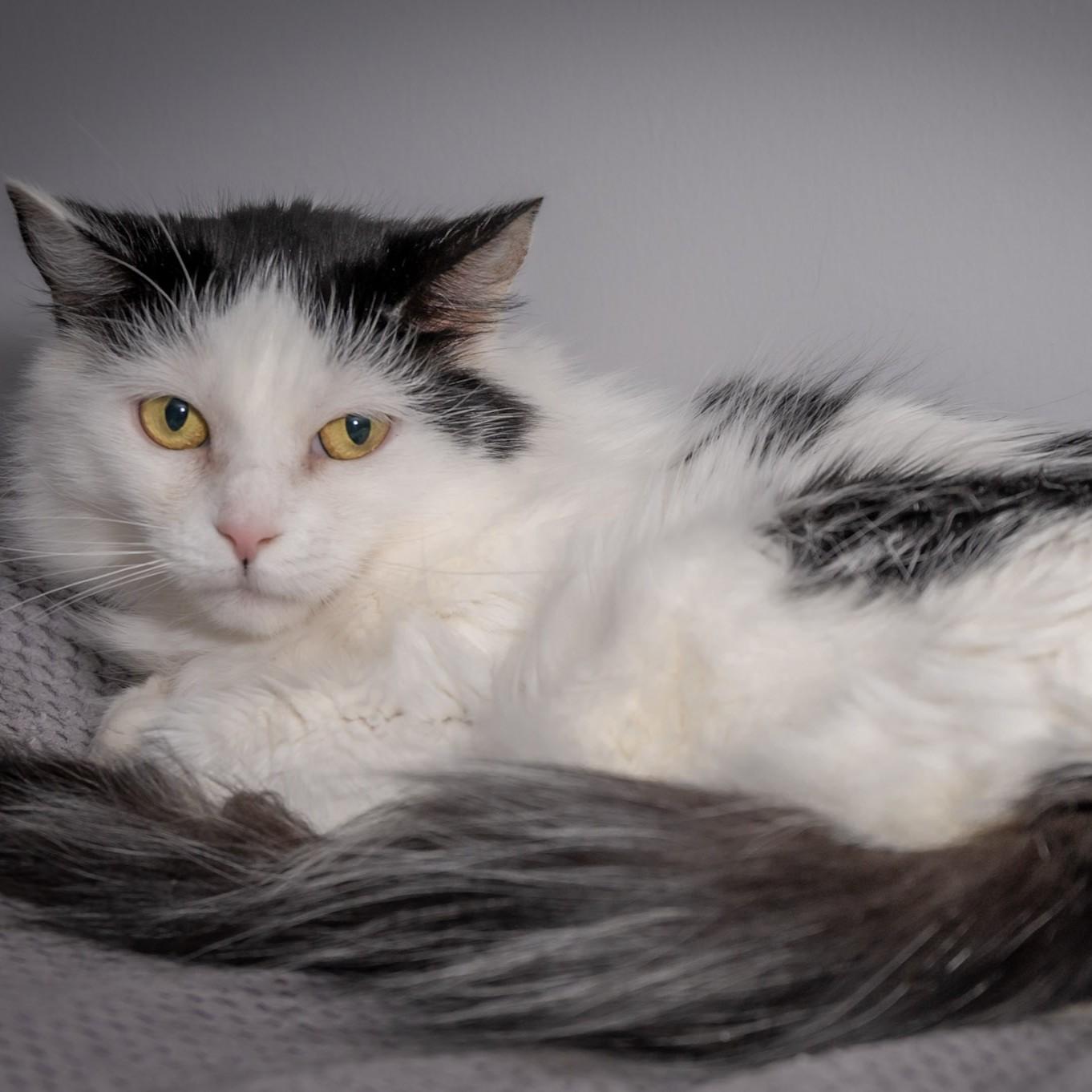 Enlarge Magnolia, a Adoptable Domestic Medium Hair in Victor, NY image 1/6