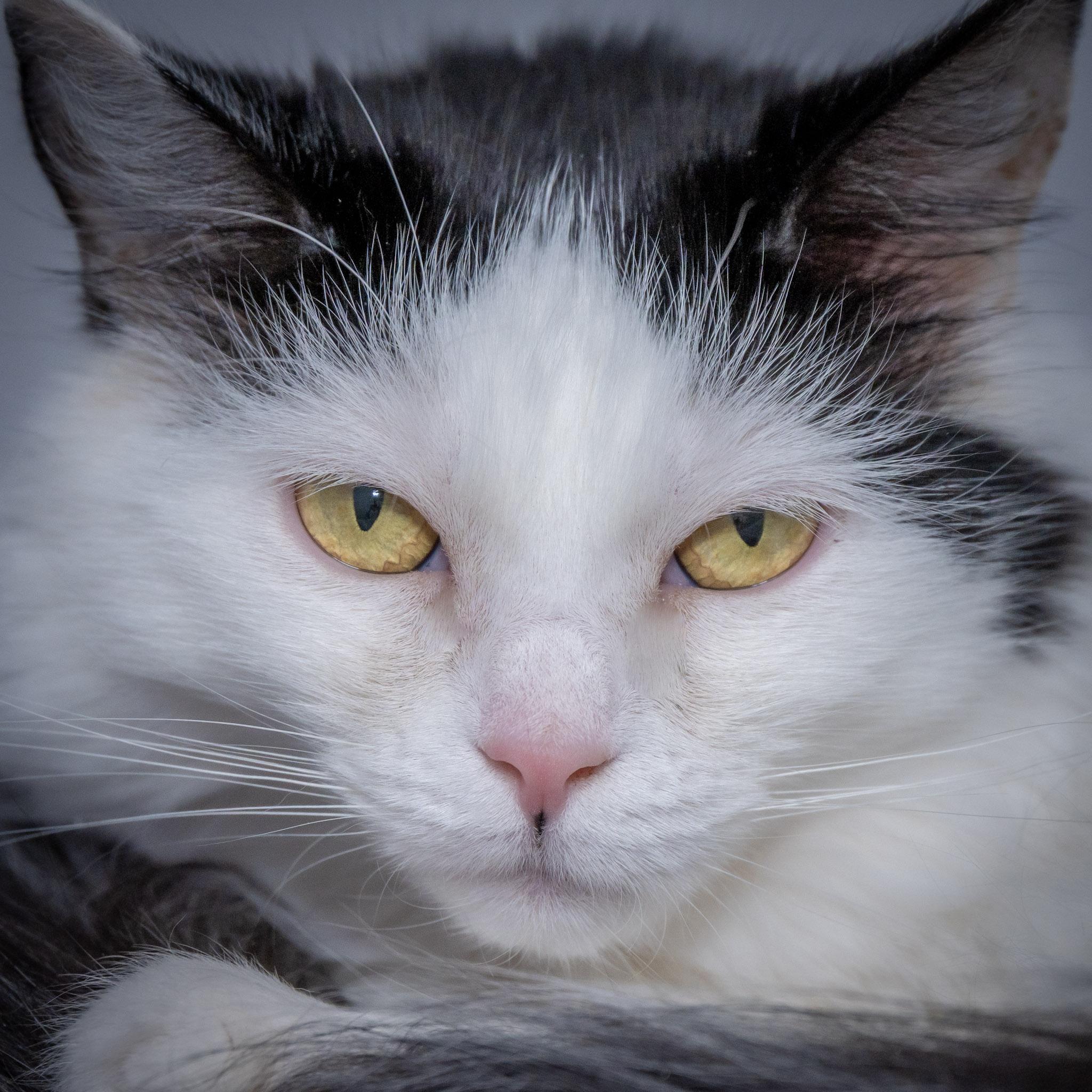 Enlarge Magnolia, a Adoptable Domestic Medium Hair in Victor, NY image 2/6