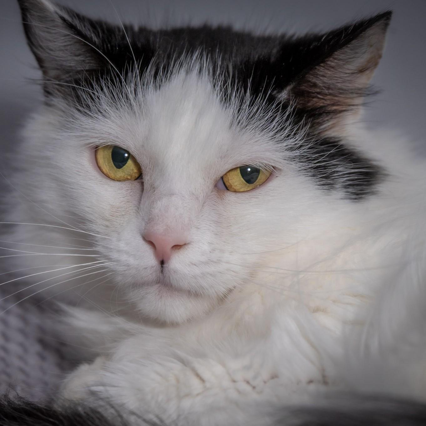 Enlarge Magnolia, a Adoptable Domestic Medium Hair in Victor, NY image 3/6