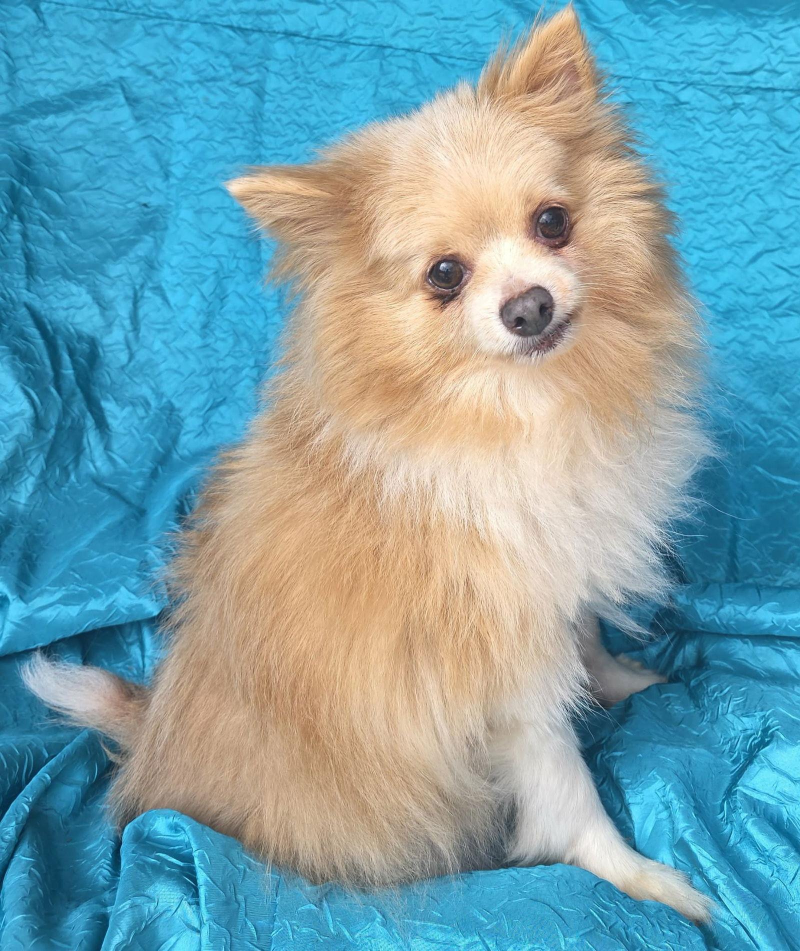 Enlarge Gabe, a Adoptable Pomeranian in Cuba, NY image 1/3