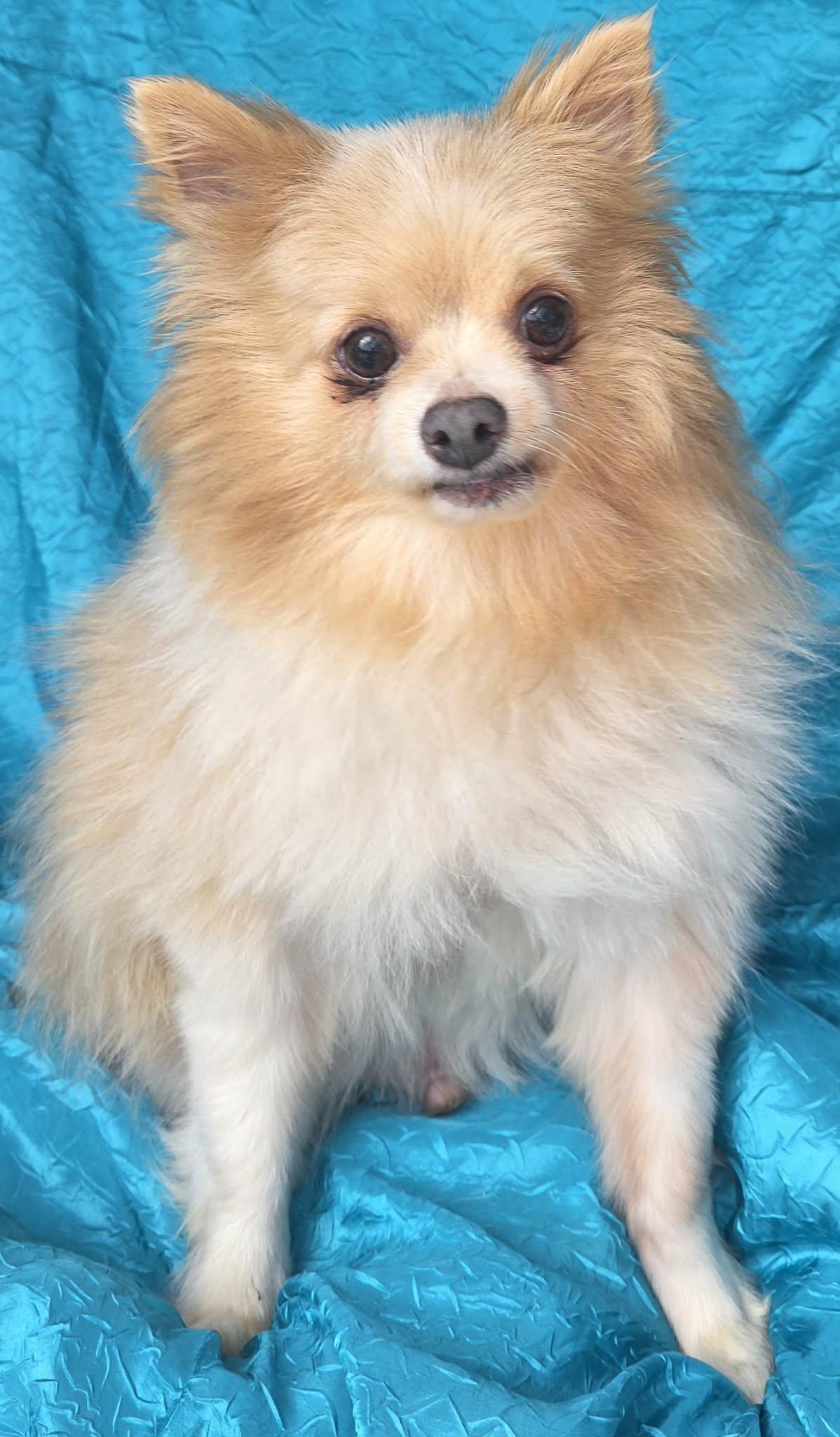Enlarge Gabe, a Adoptable Pomeranian in Cuba, NY image 2/3