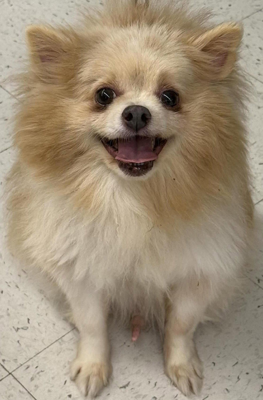 Enlarge Gabe, a Adoptable Pomeranian in Cuba, NY image 3/3