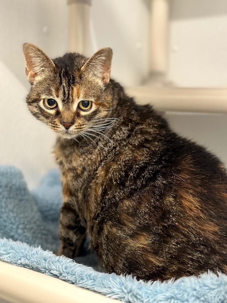 Wally, Adoptable, Adult Female Domestic Short Hair.