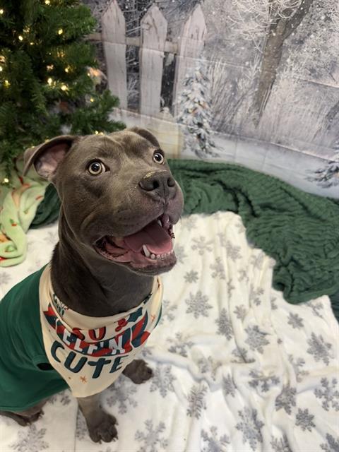 BERT, Adoptable, Adult Male Pit Bull Terrier & Mixed Breed.