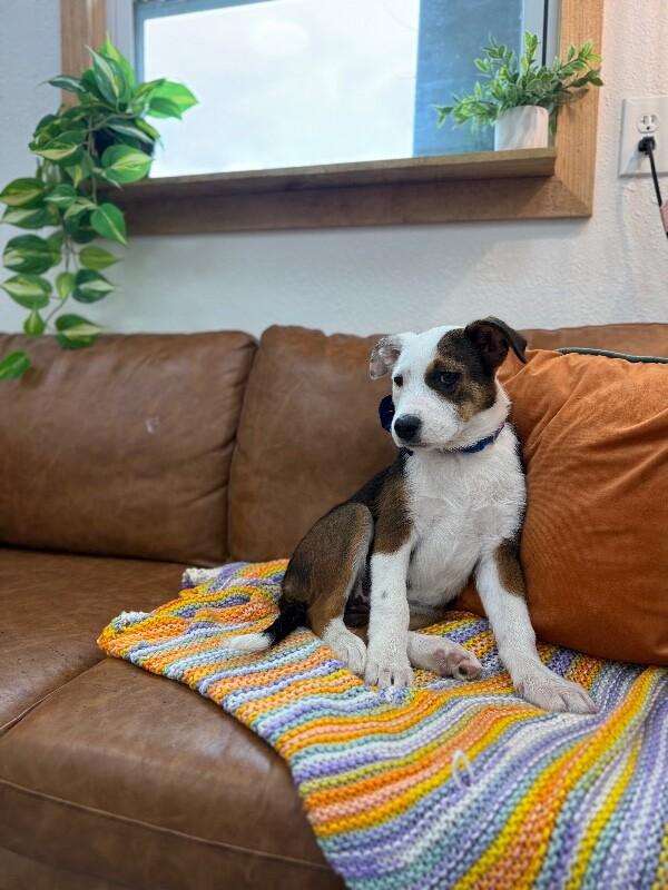 Poppy Lou Zoomieboo — thumbnail 2