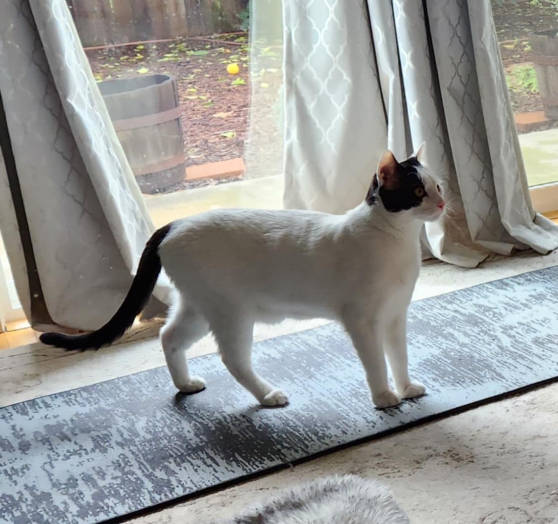 Enlarge Darwin, a Adoptable Domestic Short Hair in Davis, CA image 1/2