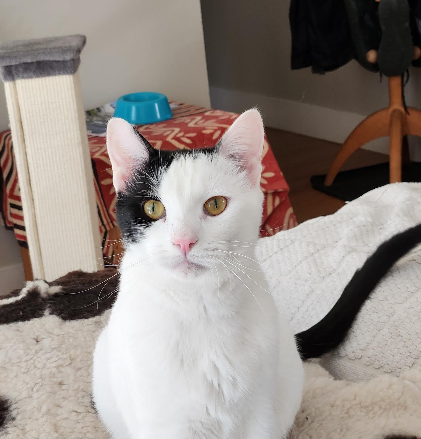 Darwin, Adoptable, Adult Male Domestic Short Hair.