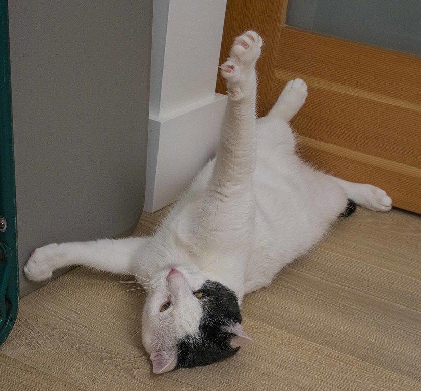 Enlarge Darwin, a Adoptable Domestic Short Hair in Davis, CA image 2/3