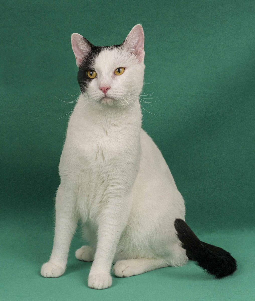 Enlarge Darwin, a Adoptable Domestic Short Hair in Davis, CA image 3/3