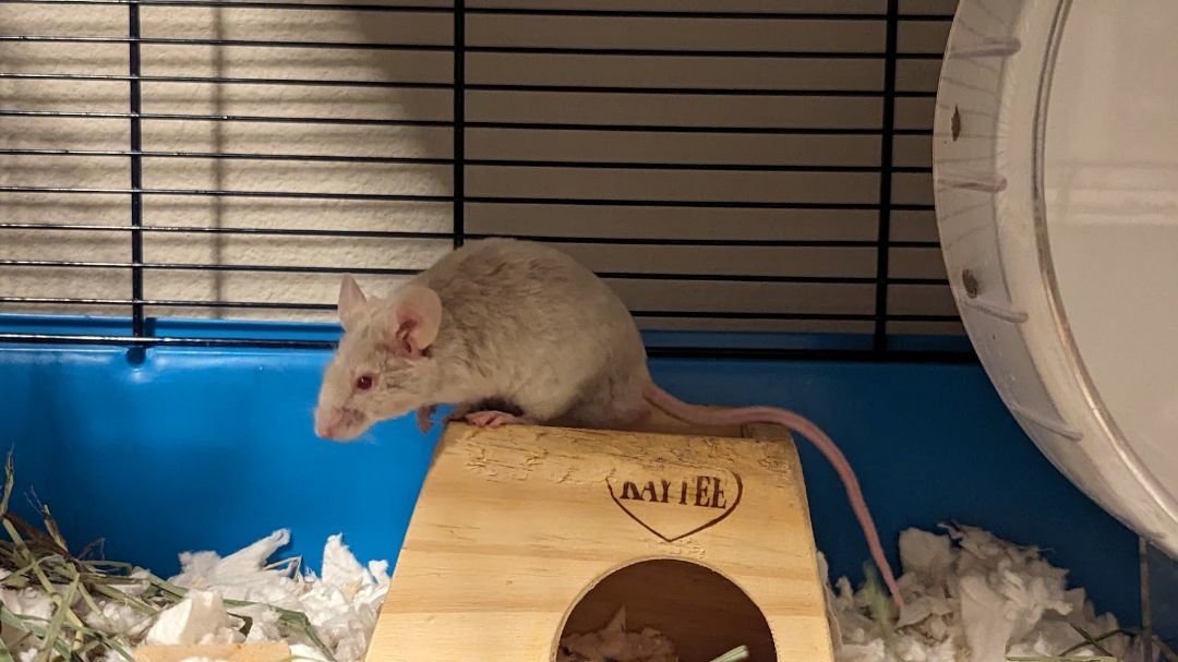 Enlarge Togedemaru, a Adopted Mouse in Kent, WA image 1/5
