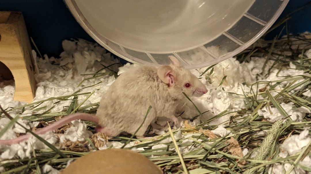 Enlarge Togedemaru, a Adopted Mouse in Kent, WA image 2/5