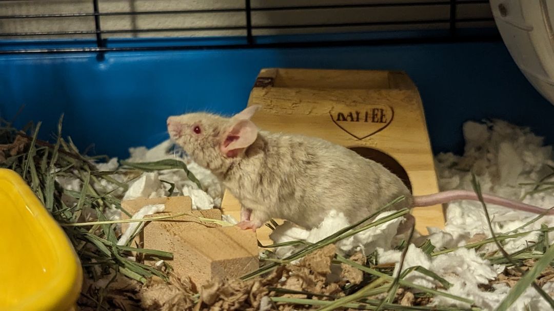 Enlarge Togedemaru, a Adopted Mouse in Kent, WA image 3/5