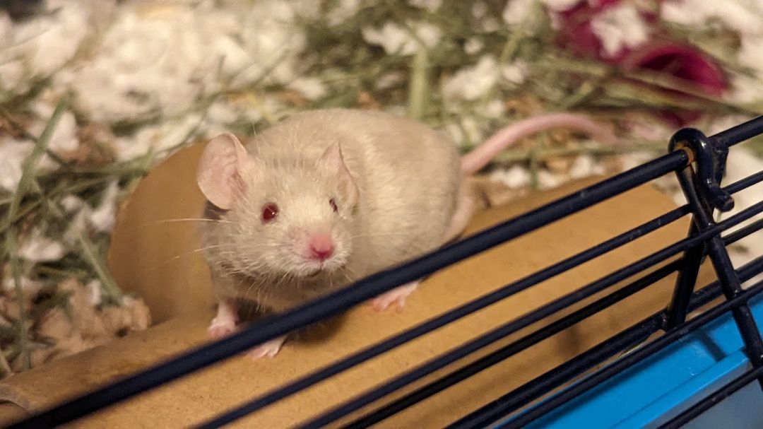 Enlarge Togedemaru, a Adopted Mouse in Kent, WA image 4/5