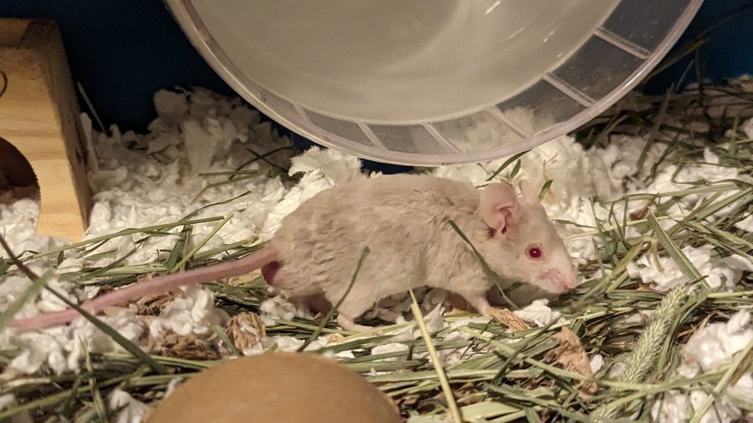 Enlarge Togedemaru, a Adopted Mouse in Kent, WA image 5/5