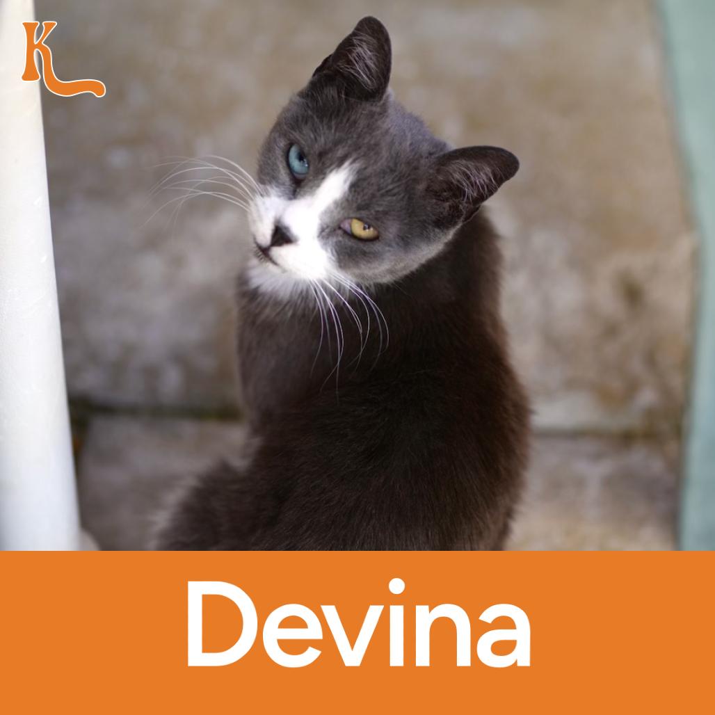 Devina, Adoptable, Adult Female Domestic Short Hair.