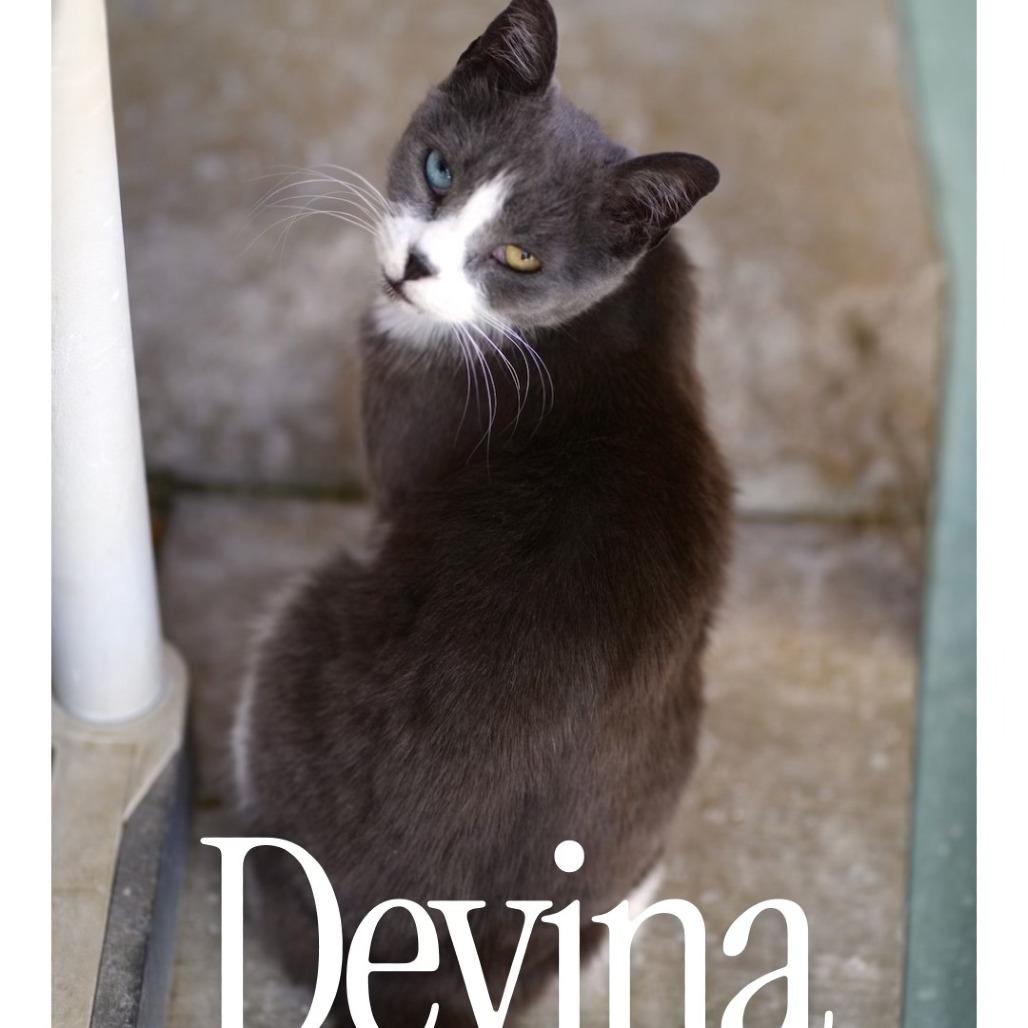 Enlarge Devina, a Adoptable Domestic Short Hair in Desert Hot Springs, CA image 2/2