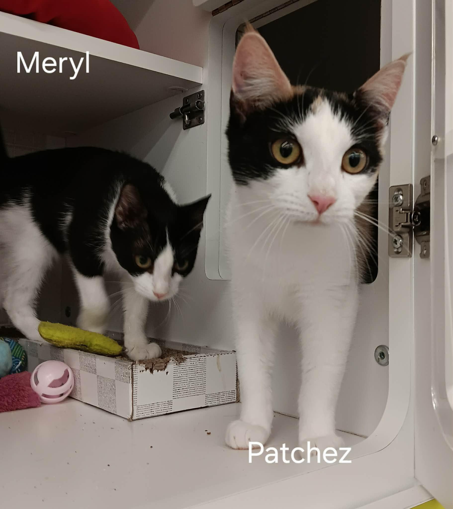 Patchez — thumbnail 2