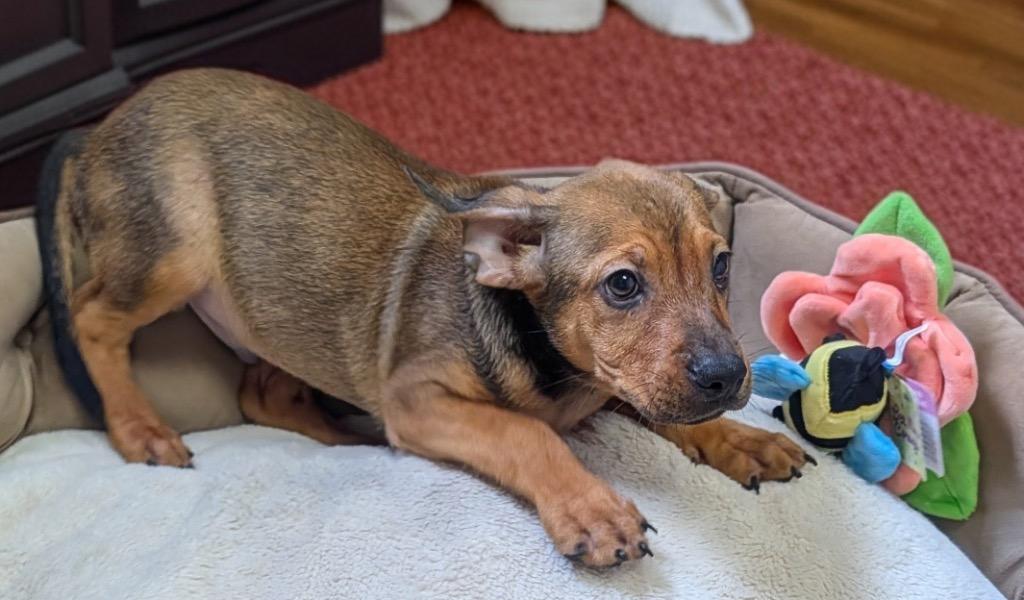 Enlarge Clover-Sweet 4 mo old Puppy!, a Adoptable mixed breed in Fort Myers, FL image 2/3