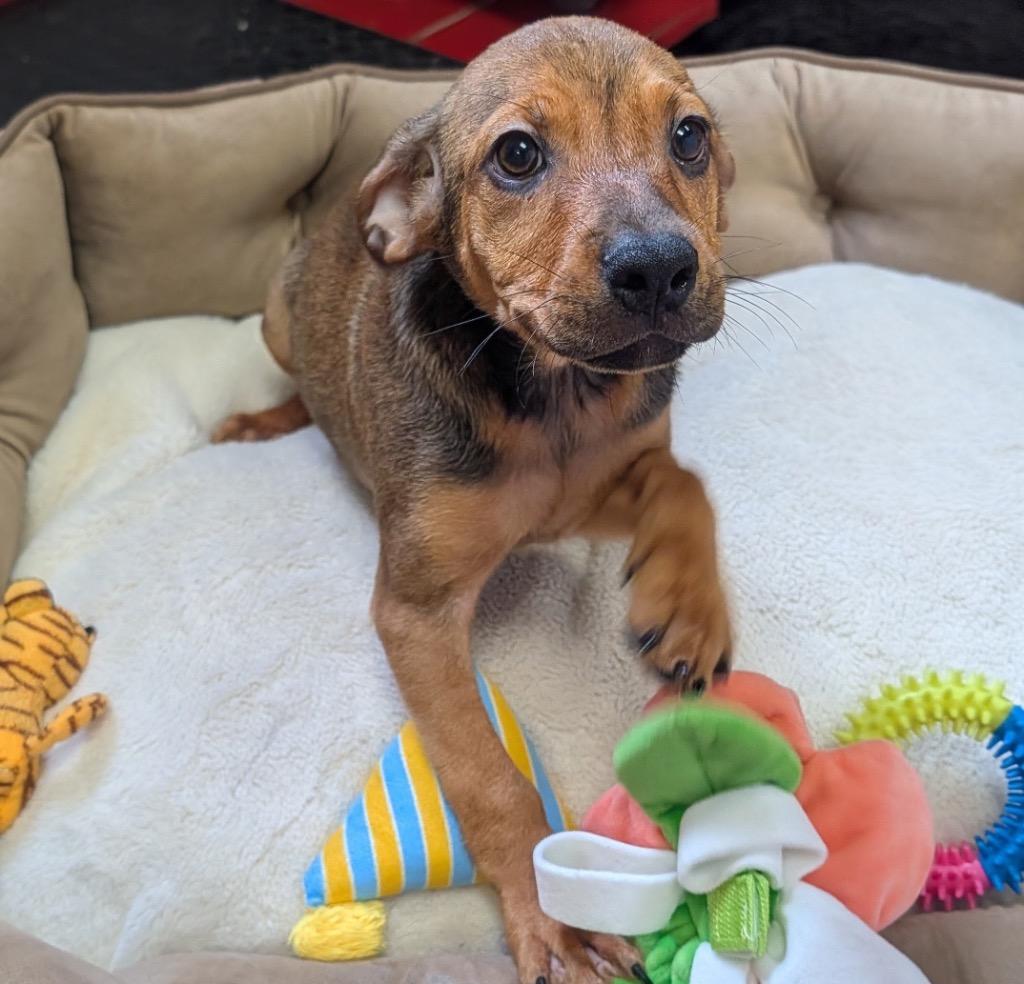Clover-Sweet 4 mo old Puppy!, Adoptable, Puppy Male Black Mouth Cur & Mixed Breed.