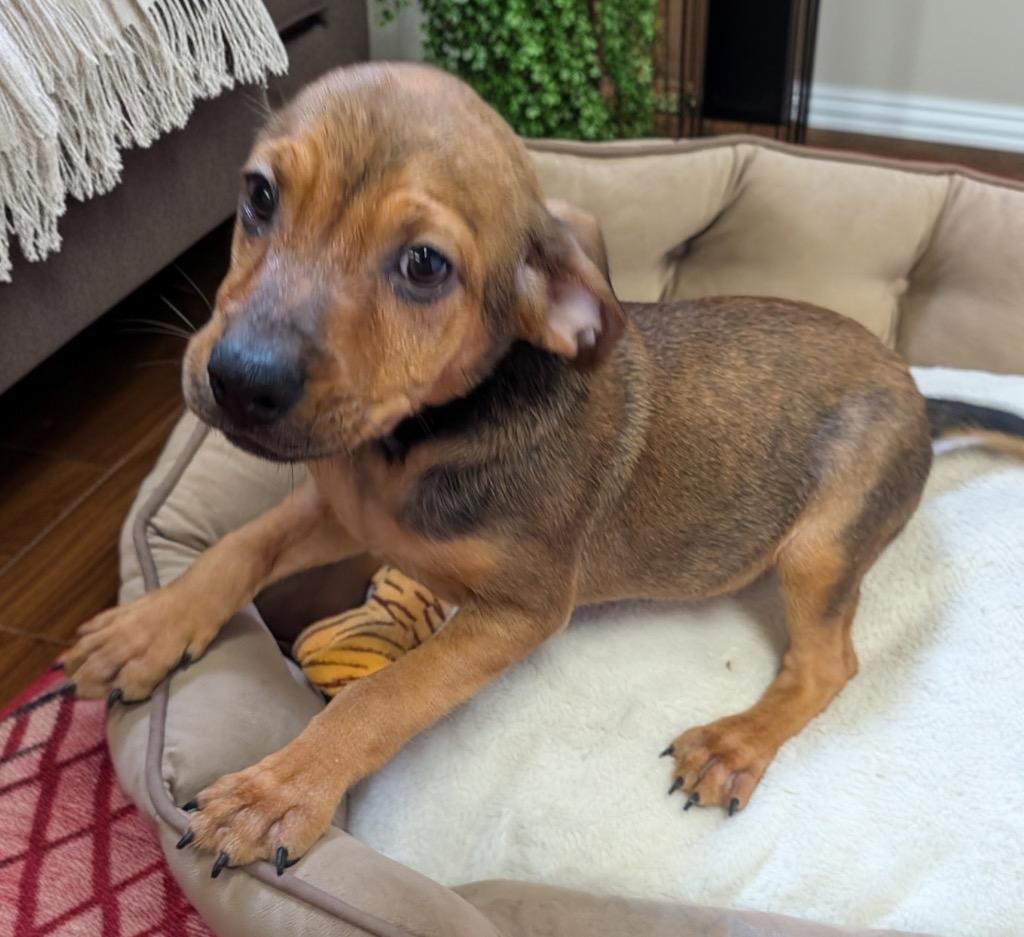 Enlarge Clover-Sweet 4 mo old Puppy!, a Adoptable mixed breed in Fort Myers, FL image 3/3
