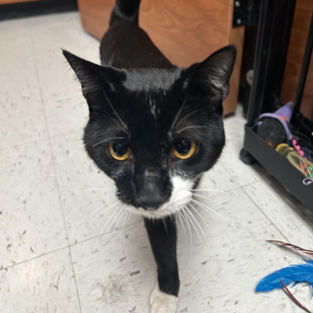 Carlisle, Adoptable, Adult Male Domestic Short Hair.