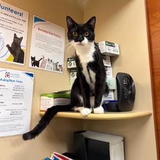 Carlisle, a Adoptable Domestic Short Hair in Philadelphia, PA image 2/5