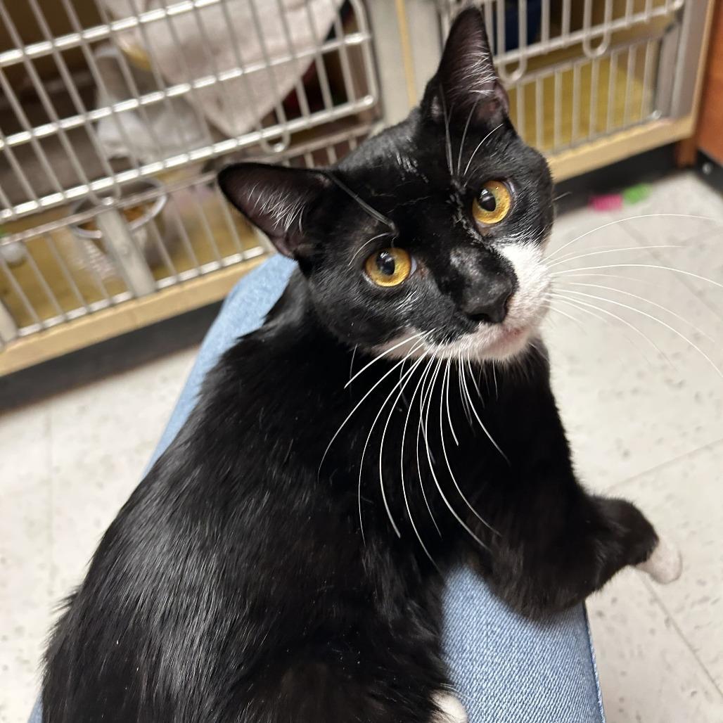 Carlisle, a Adoptable Domestic Short Hair in Philadelphia, PA image 3/5