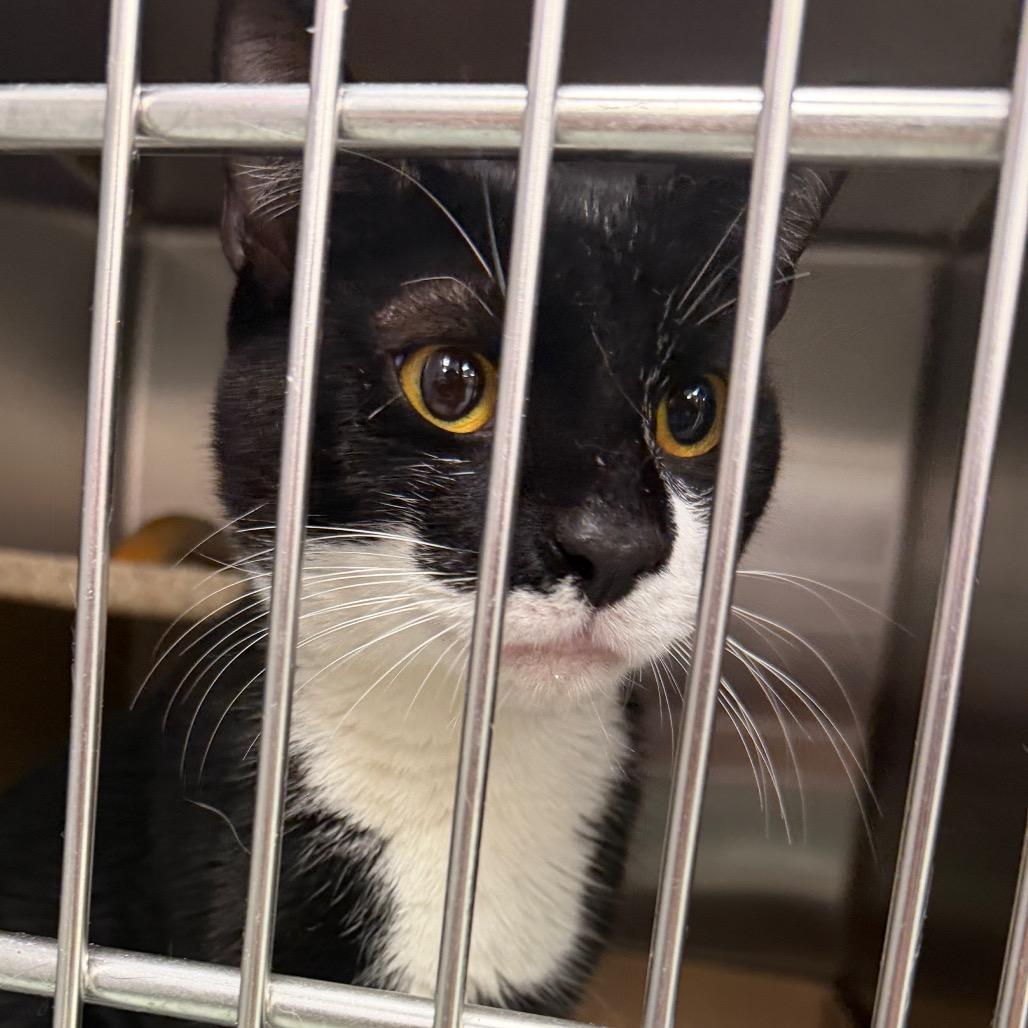 Carlisle, a Adoptable Domestic Short Hair in Philadelphia, PA image 4/5
